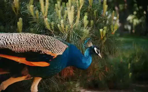 Peacock Green Garden  from Chrome web store to be run with OffiDocs Chromium online