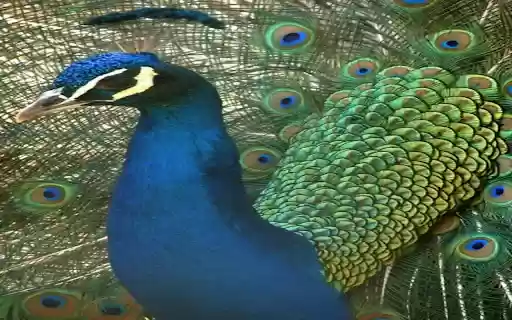 peacock wallpaper  from Chrome web store to be run with OffiDocs Chromium online