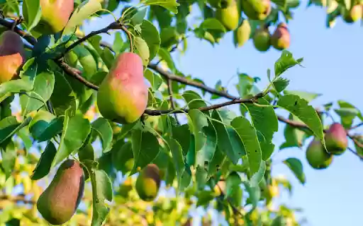 Pear  from Chrome web store to be run with OffiDocs Chromium online