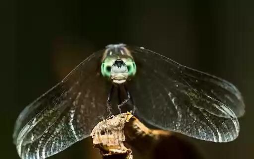 Pearl eyed dragonfly  from Chrome web store to be run with OffiDocs Chromium online