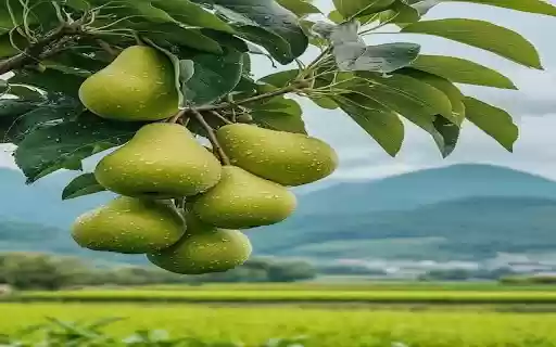 pear wallpaper  from Chrome web store to be run with OffiDocs Chromium online