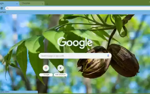 Pecan Tree from Chrome web store to be run with OffiDocs Chromium online Pecan Tree from Chrome web store to be run with OffiDocs Chromium online