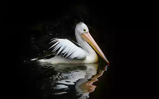 Pelicans swim from Chrome web store to be run with OffiDocs Chromium online Pelicans swim from Chrome web store to be run with OffiDocs Chromium online