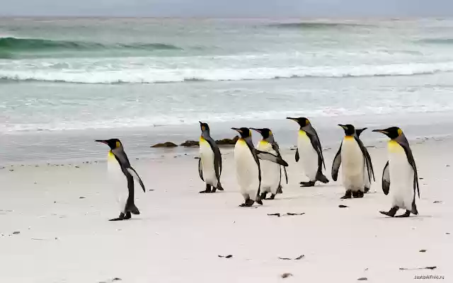 Penguins  from Chrome web store to be run with OffiDocs Chromium online