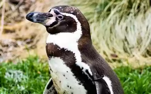 Chrome 웹 스토어의 펭귄 테마를 OffiDocs Chromium 온라인에서 실행