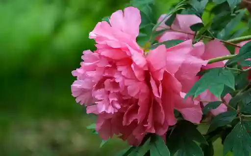 Peony flowers in the rain from Chrome web store to be run with OffiDocs Chromium online Peony flowers in the rain from Chrome web store to be run with OffiDocs Chromium online