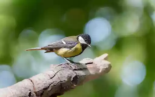 Perched in the Light from Chrome web store to be run with OffiDocs Chromium online Perched in the Light from Chrome web store to be run with OffiDocs Chromium online