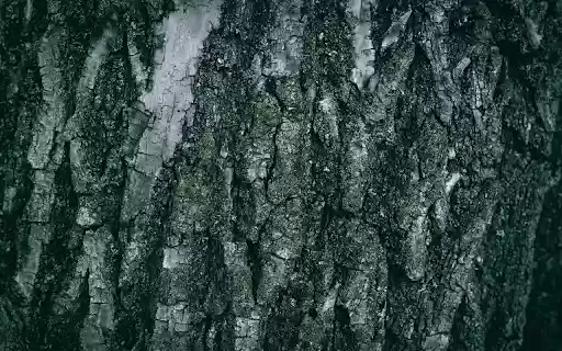 perennial tree trunk bark  from Chrome web store to be run with OffiDocs Chromium online