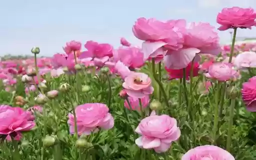 Persian buttercup wallpaper  from Chrome web store to be run with OffiDocs Chromium online