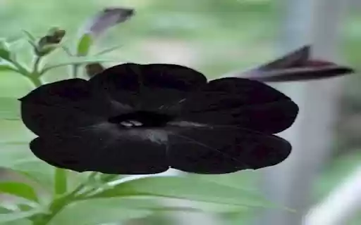 Petunia Black Velvet wallpaper  from Chrome web store to be run with OffiDocs Chromium online