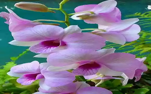 Phalaenopsis orchid wallpaper  from Chrome web store to be run with OffiDocs Chromium online