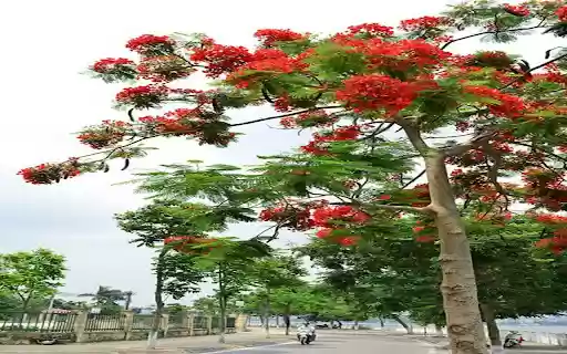 phoenix tree wallpaper  from Chrome web store to be run with OffiDocs Chromium online