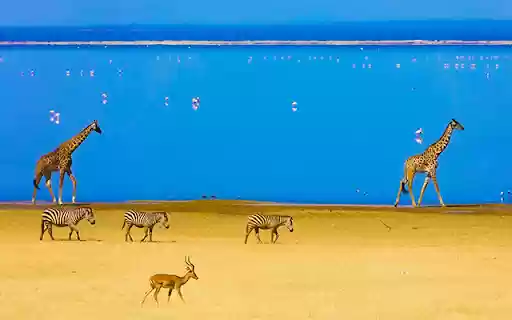 Photographer James Martin  from Chrome web store to be run with OffiDocs Chromium online