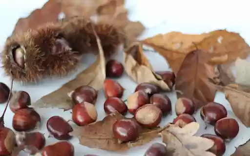 Pick up chestnuts from Chrome web store to be run with OffiDocs Chromium online Pick up chestnuts from Chrome web store to be run with OffiDocs Chromium online