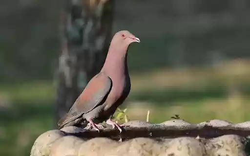 Pigeon and the High Neck  from Chrome web store to be run with OffiDocs Chromium online