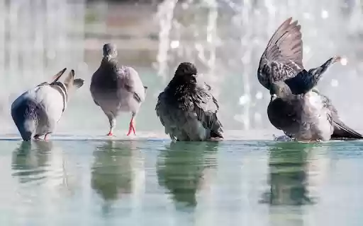 Pigeons by the lake from Chrome web store to be run with OffiDocs Chromium online Pigeons by the lake from Chrome web store to be run with OffiDocs Chromium online