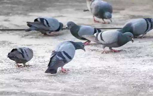 Pigeons eat rice  from Chrome web store to be run with OffiDocs Chromium online