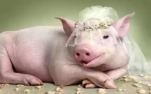 pig wallpaper  from Chrome web store to be run with OffiDocs Chromium online