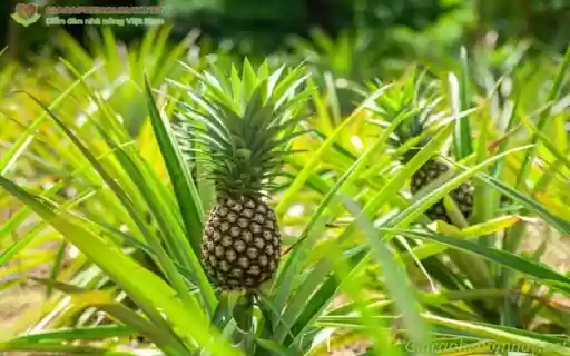 Pineapple and tree wallpaper  from Chrome web store to be run with OffiDocs Chromium online