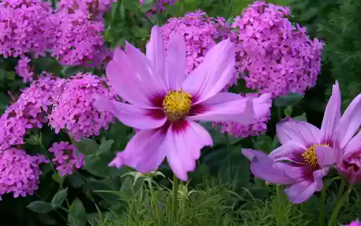 Pink and Purple Garden Flowers  from Chrome web store to be run with OffiDocs Chromium online