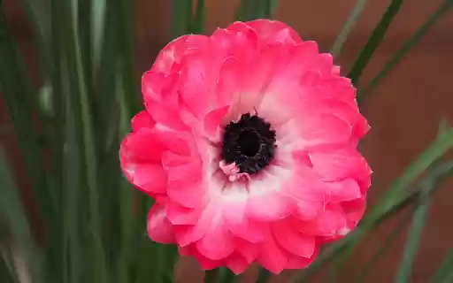 pink anemone from Chrome web store to be run with OffiDocs Chromium online pink anemone from Chrome web store to be run with OffiDocs Chromium online
