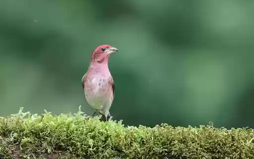 Pink Bird from Chrome web store to be run with OffiDocs Chromium online Pink Bird from Chrome web store to be run with OffiDocs Chromium online