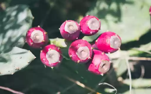 Pink Cactus Fruit  from Chrome web store to be run with OffiDocs Chromium online