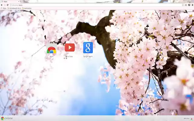 Pink Cherry Blossom Flowers  from Chrome web store to be run with OffiDocs Chromium online