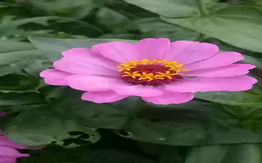 Pink Chrysanthemum Wallpaper from Chrome web store to be run with OffiDocs Chromium online Pink Chrysanthemum Wallpaper from Chrome web store to be run with OffiDocs Chromium online