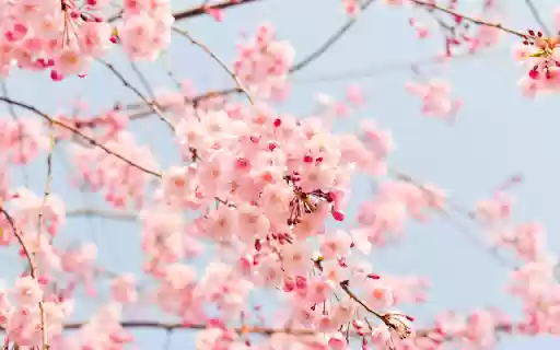 Pink Clouds, Petals Grace Blue Sky  from Chrome web store to be run with OffiDocs Chromium online