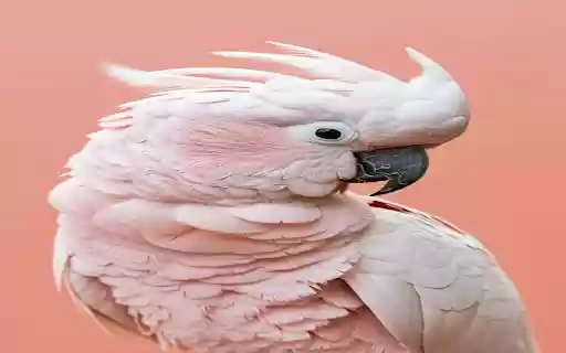 pink cockatoo wallpaper from Chrome web store to be run with OffiDocs Chromium online pink cockatoo wallpaper from Chrome web store to be run with OffiDocs Chromium online