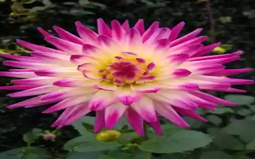 Pink Dahlia Wallpaper from Chrome web store to be run with OffiDocs Chromium online Pink Dahlia Wallpaper from Chrome web store to be run with OffiDocs Chromium online