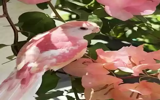 pink feather bird wallpaper  from Chrome web store to be run with OffiDocs Chromium online