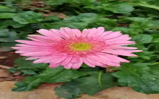 Pink Gerbera Wallpaper from Chrome web store to be run with OffiDocs Chromium online Pink Gerbera Wallpaper from Chrome web store to be run with OffiDocs Chromium online