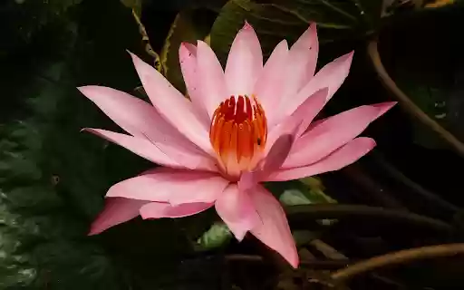 Pink lily blooms  from Chrome web store to be run with OffiDocs Chromium online