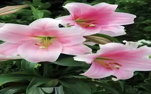 Pink Lily Flower Wallpaper  from Chrome web store to be run with OffiDocs Chromium online