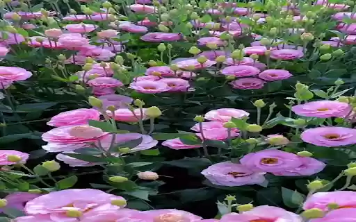 Pink Lisianthus wallpaper  from Chrome web store to be run with OffiDocs Chromium online