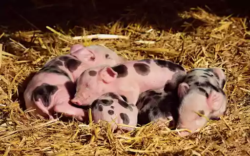 Pink little pigs from Chrome web store to be run with OffiDocs Chromium online Pink little pigs from Chrome web store to be run with OffiDocs Chromium online