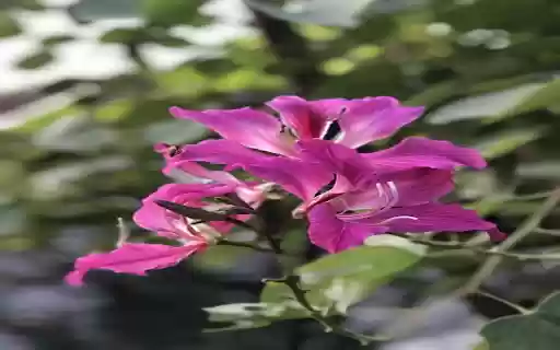 Pink Northwest Bauhinia Flower Wallpaper  from Chrome web store to be run with OffiDocs Chromium online