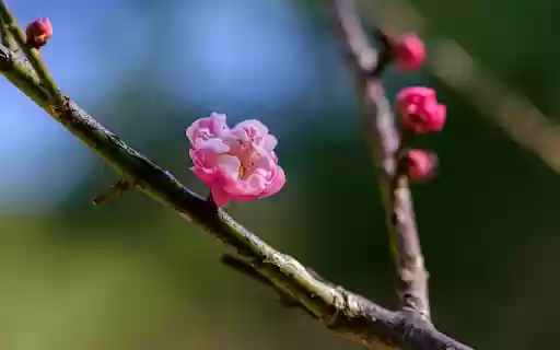Pink Peach Branch  from Chrome web store to be run with OffiDocs Chromium online