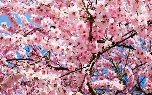Pink peach tree  from Chrome web store to be run with OffiDocs Chromium online