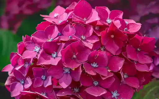 Pink purple flower from Chrome web store to be run with OffiDocs Chromium online Pink purple flower from Chrome web store to be run with OffiDocs Chromium online