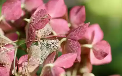 Pink purple flowers from Chrome web store to be run with OffiDocs Chromium online Pink purple flowers from Chrome web store to be run with OffiDocs Chromium online