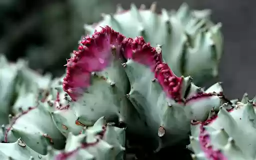 Pink thorn cactus  from Chrome web store to be run with OffiDocs Chromium online