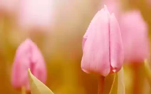 Pink Tulip Glow  from Chrome web store to be run with OffiDocs Chromium online