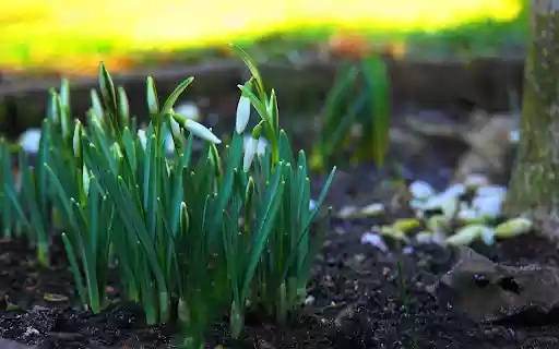 Plant flowers next to the tree  from Chrome web store to be run with OffiDocs Chromium online