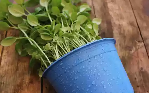 Plant nursery pots  from Chrome web store to be run with OffiDocs Chromium online