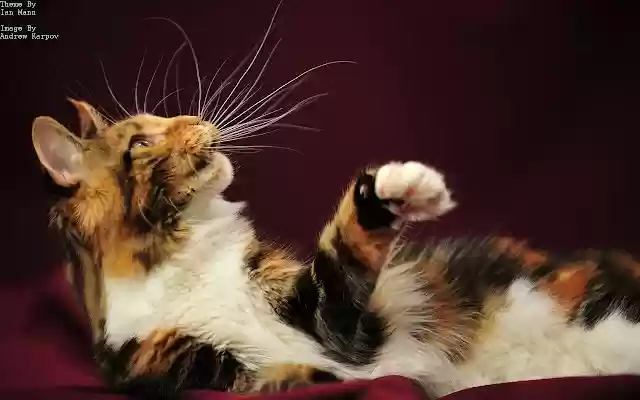 Playful Cat  from Chrome web store to be run with OffiDocs Chromium online
