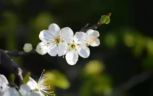 Plum blossom branch  from Chrome web store to be run with OffiDocs Chromium online