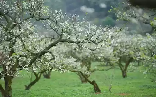 plum blossom wallpaper  from Chrome web store to be run with OffiDocs Chromium online